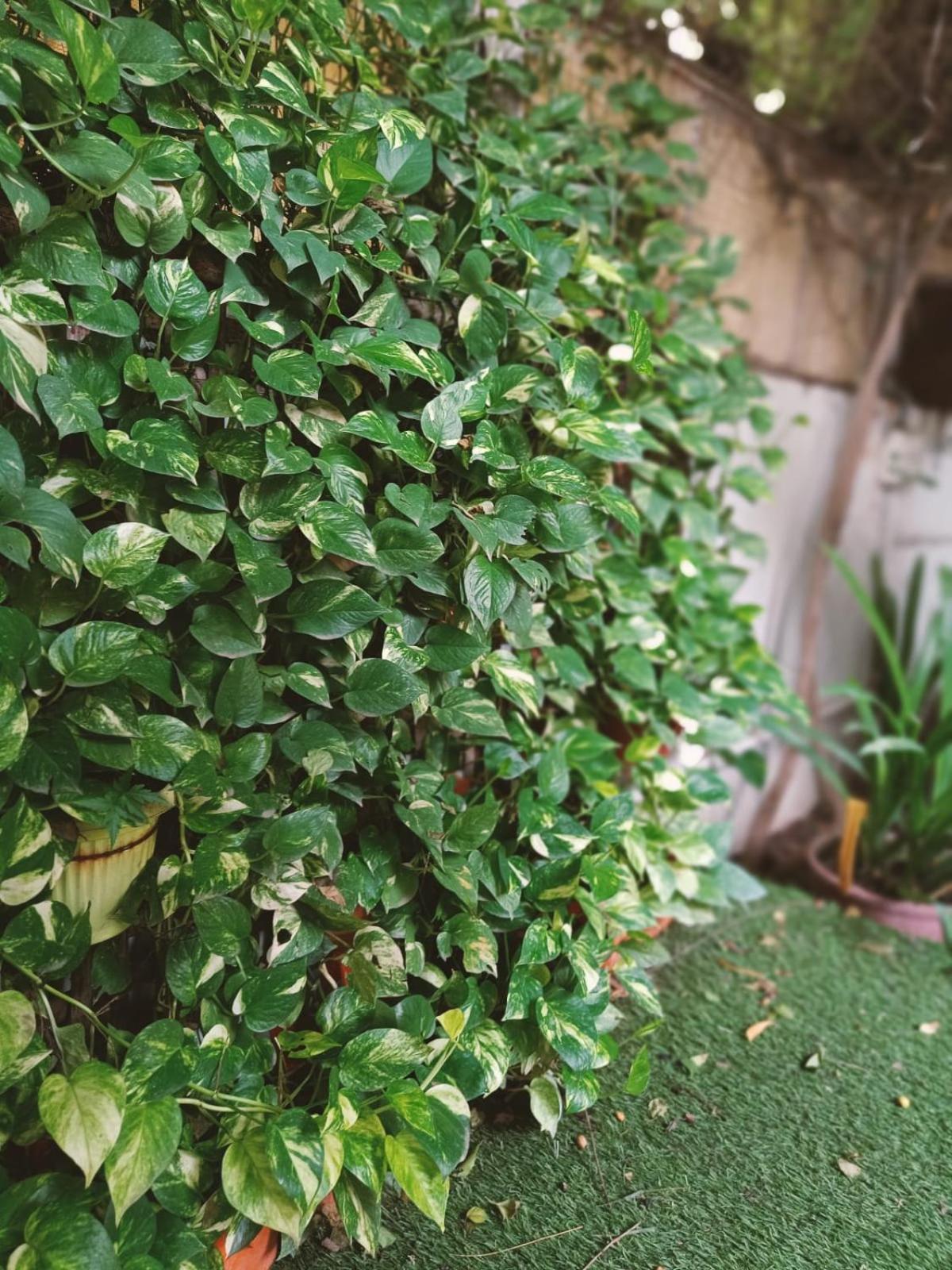 Srinekatan Heritage Villa Homestay 阿穆达巴 外观 照片